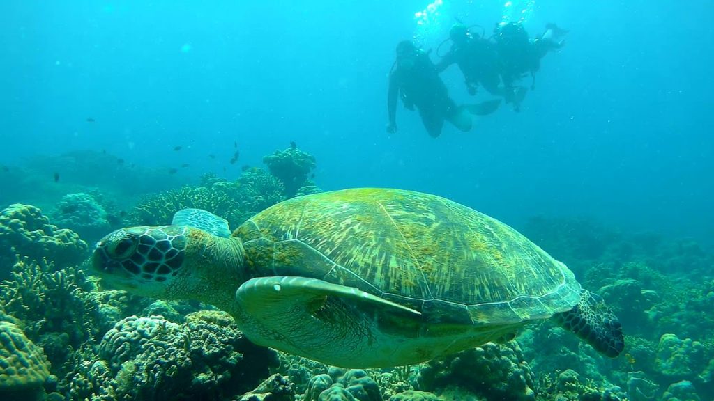 Intro Dive House Reef