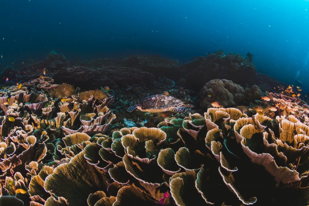 Intro Dive full day