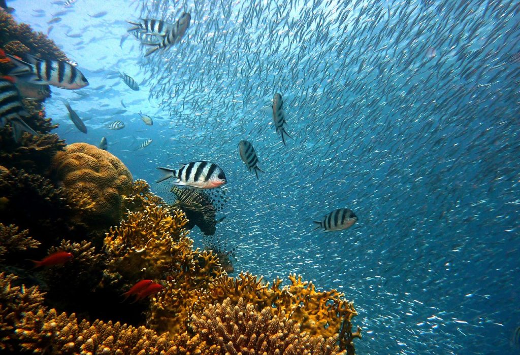 Immersione House Reef